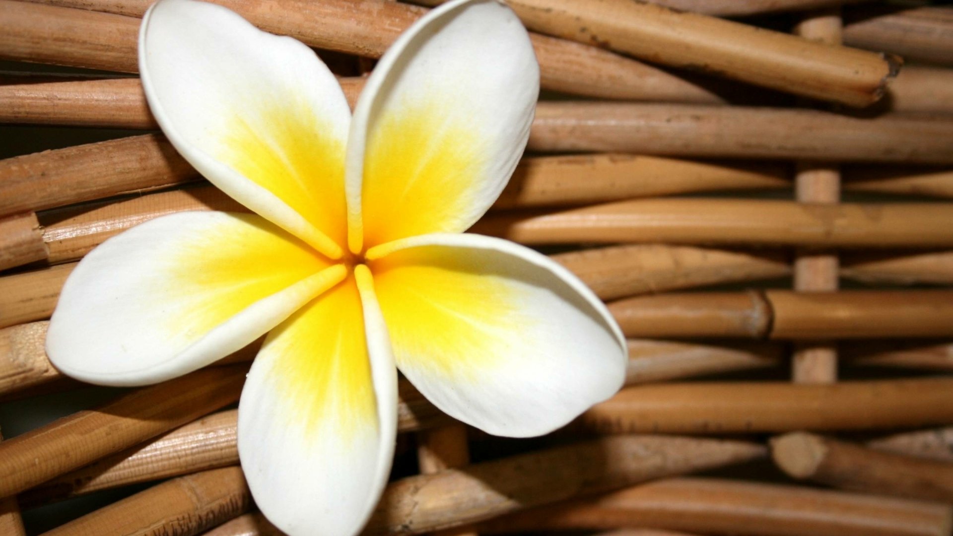 Download Nature Frangipani HD Wallpaper