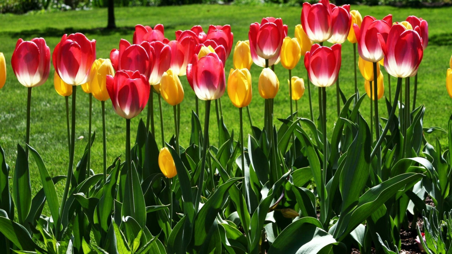 Sunlit red and yellow tulips on a green lawn, nature scene, 2K Quad HD PC desktop wallpaper and background.