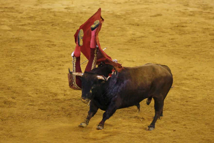 Bullfighting Sports HD Desktop Wallpaper | Background Image