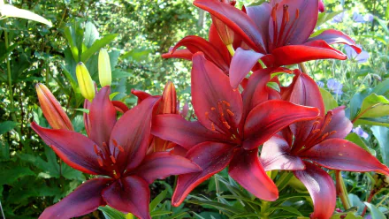 nature lily HD Desktop Wallpaper | Background Image