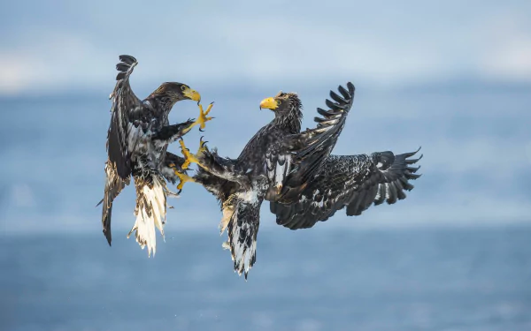 Two eagles engage in a dramatic aerial display, showcasing their powerful wings and sharp talons against a serene blue backdrop in this stunning 4K Ultra HD wallpaper.
