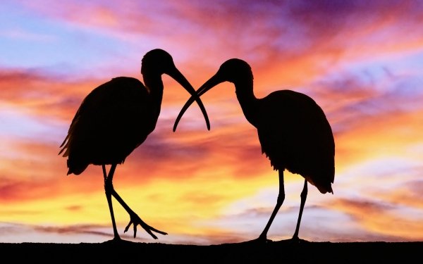 Animal Ibis Birds Ibises HD Wallpaper | Background Image