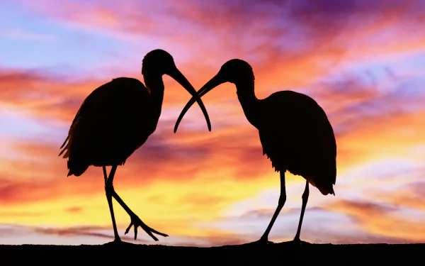 Animal ibis HD Desktop Wallpaper | Background Image