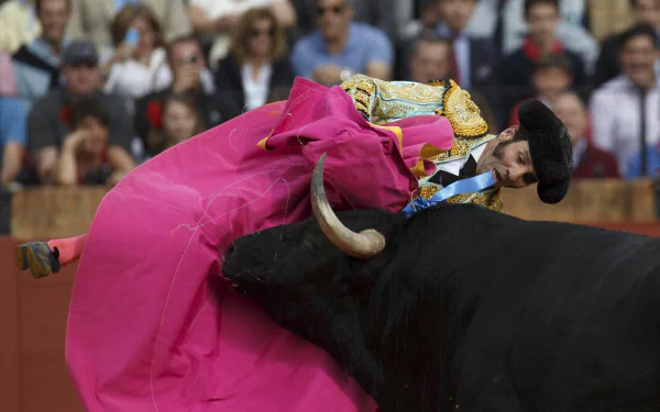 Bullfighting Sports HD Desktop Wallpaper | Background Image