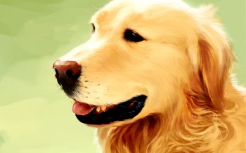 Cute Golden Retriever Dog Wallpaper For Laptop