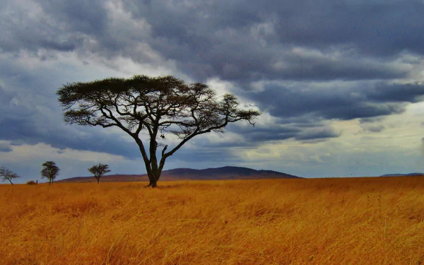 HD PC desktop wallpaper featuring a vast landscape with a solitary tree under a dramatic cloudy sky, capturing the raw beauty of nature.
