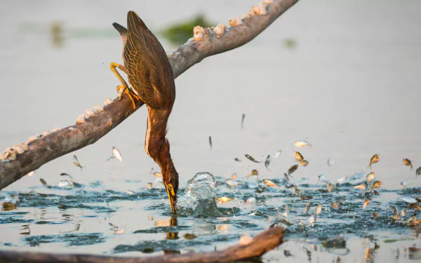 Animal Green Heron HD Desktop Wallpaper | Background Image
