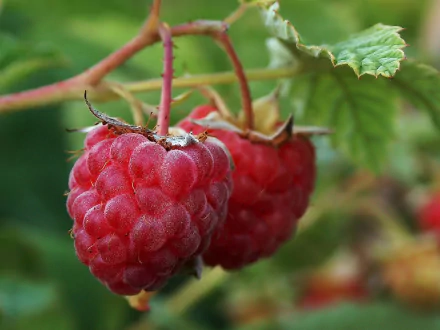 food raspberry HD Desktop Wallpaper | Background Image