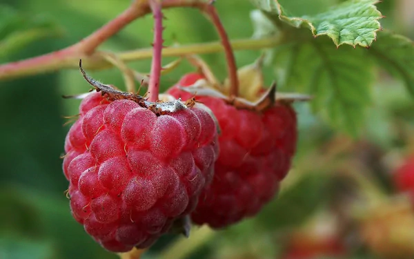 food raspberry HD Desktop Wallpaper | Background Image