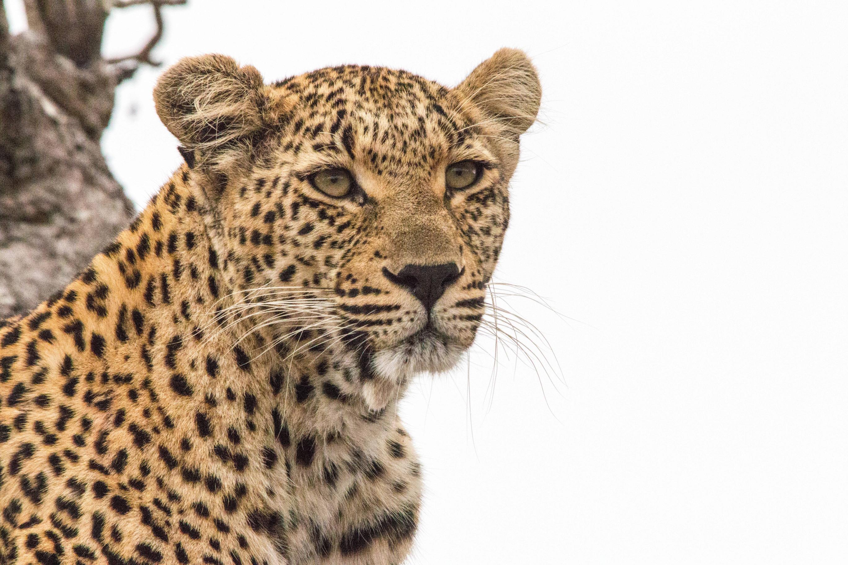Download Animal Leopard HD Wallpaper