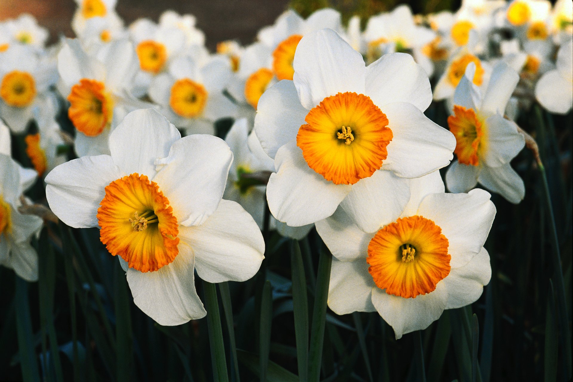 Download Nature Daffodil 4k Ultra HD Wallpaper