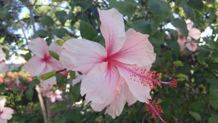 nature hibiscus HD Desktop Wallpaper | Background Image
