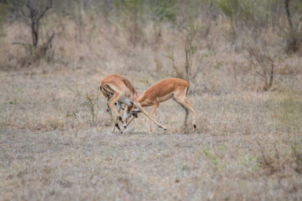 Animal gazelle HD Desktop Wallpaper | Background Image