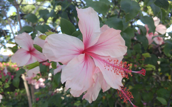 nature hibiscus HD Desktop Wallpaper | Background Image