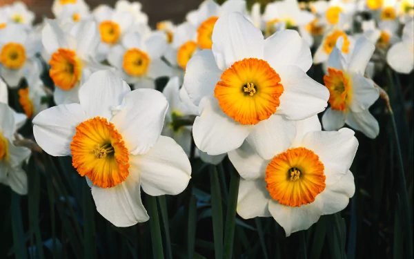 nature daffodil HD Desktop Wallpaper | Background Image