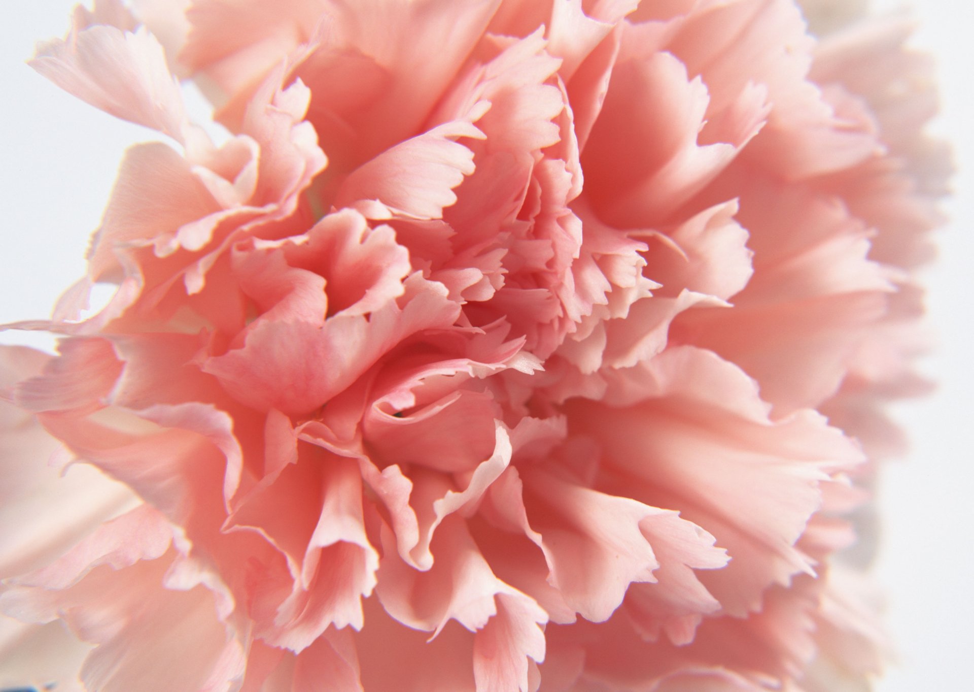 Download Nature Carnation HD Wallpaper