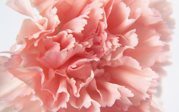 nature carnation HD Desktop Wallpaper | Background Image