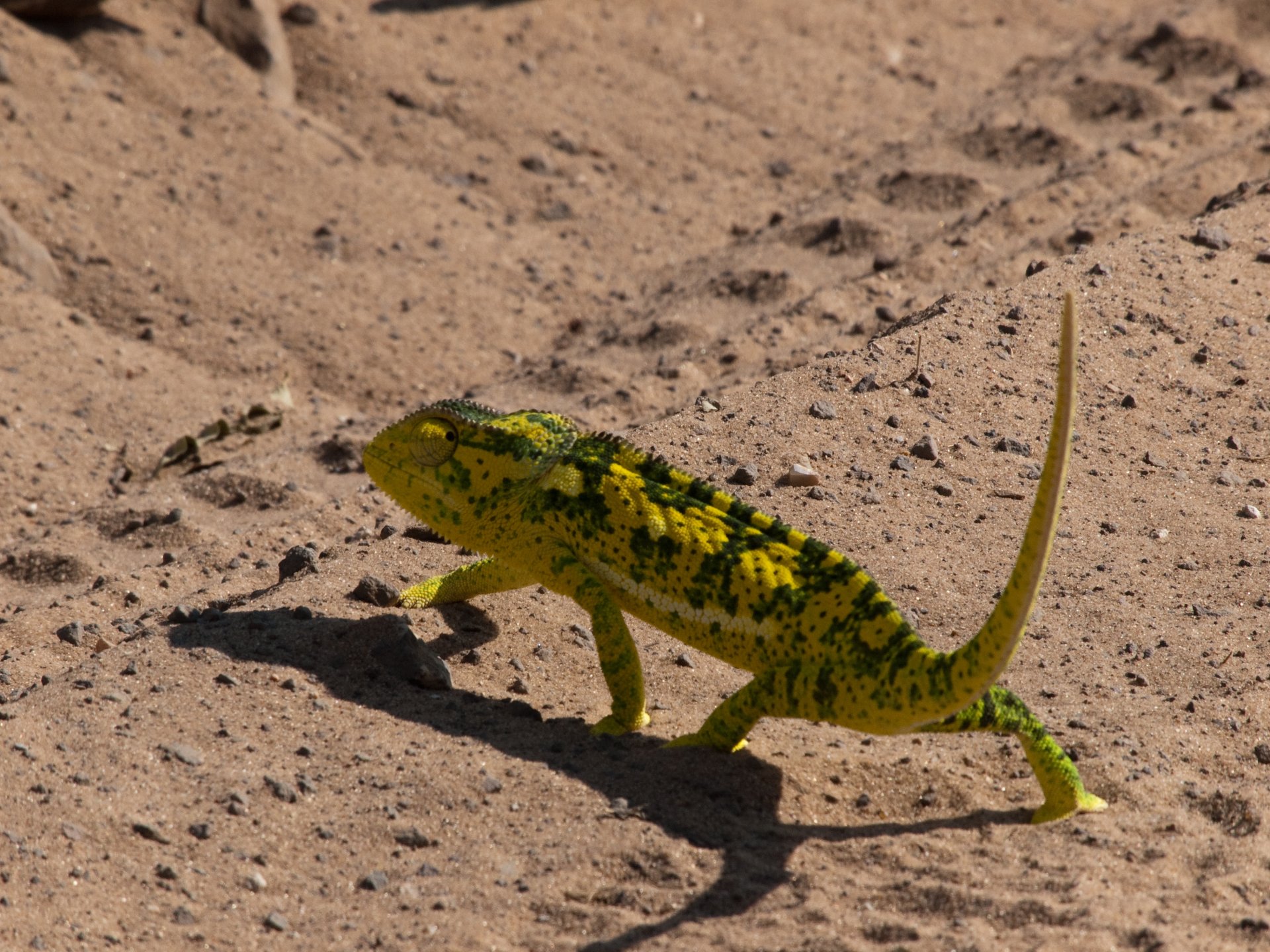 Download Animal Chameleon HD Wallpaper