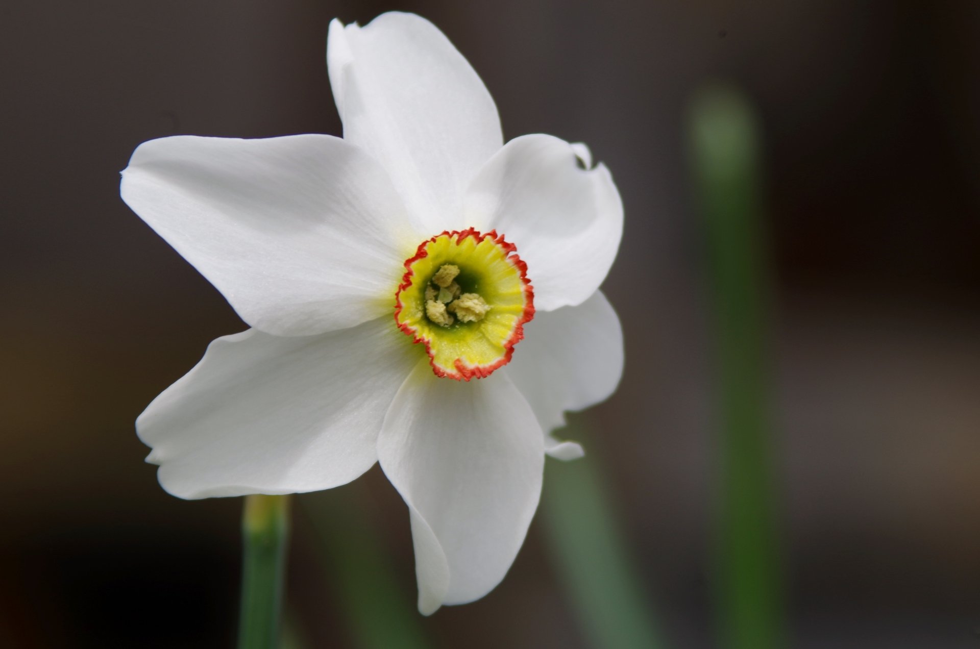 Nature Daffodil 4k Ultra HD Wallpaper