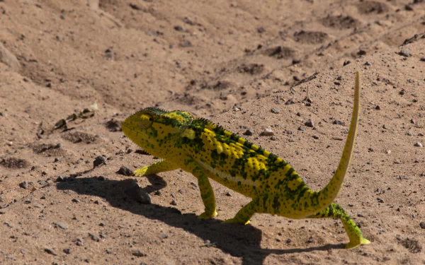 Animal chameleon HD Desktop Wallpaper | Background Image