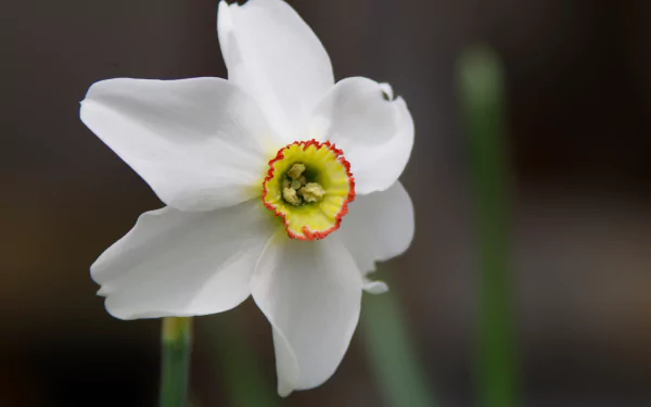 flower nature daffodil HD Desktop Wallpaper | Background Image