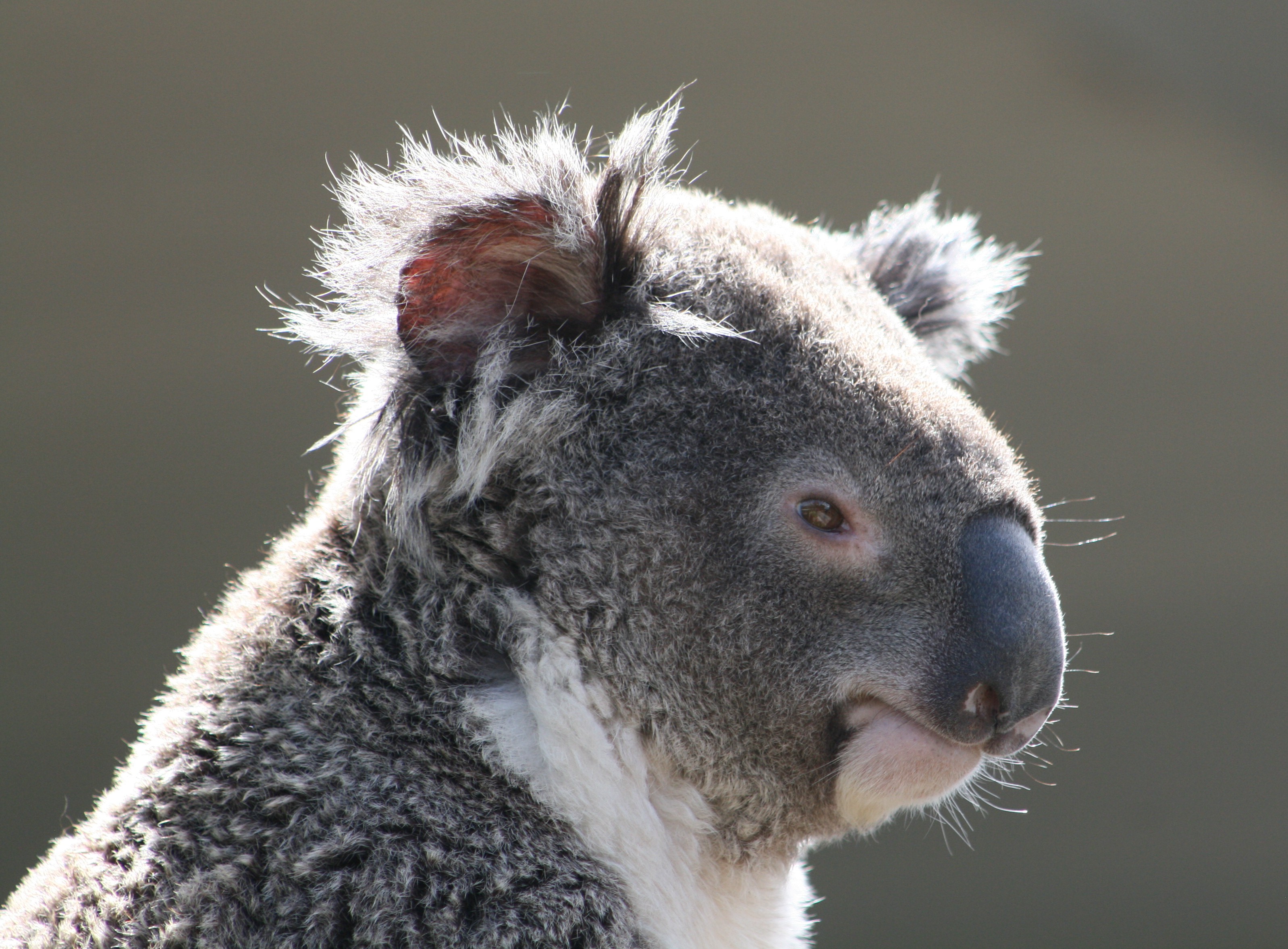 Download Animal Koala HD Wallpaper