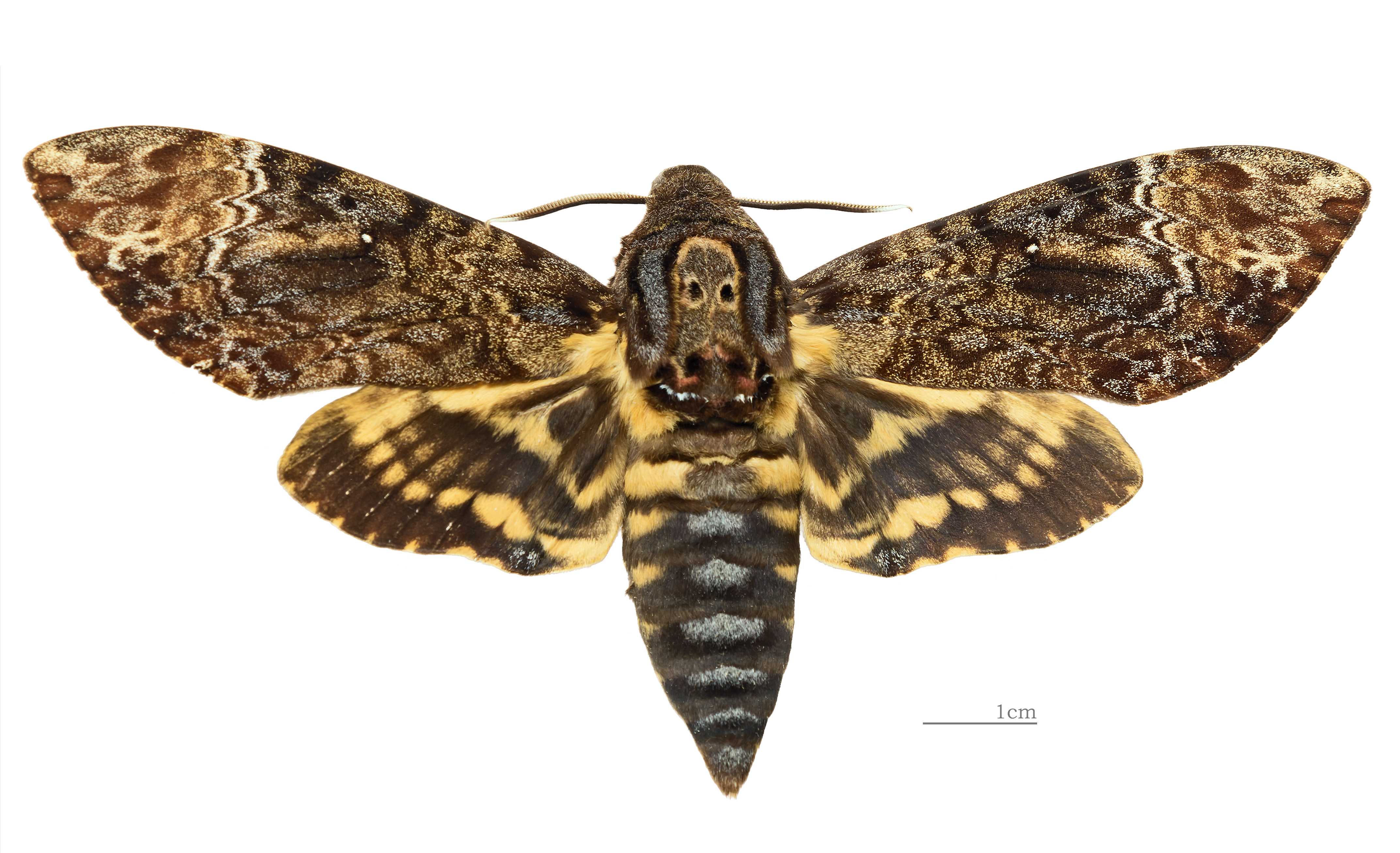 Most viewed Deaths Head Moth wallpapers  4K Wallpapers