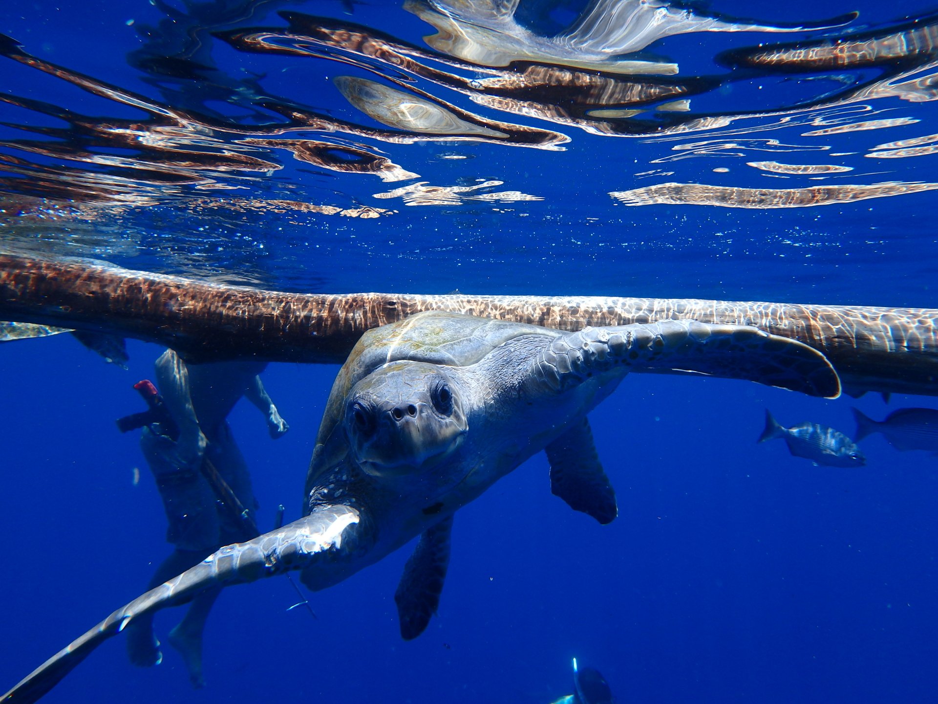 Download Animal Turtle 4k Ultra HD Wallpaper | 4608x3456 | Wallpaper Abyss