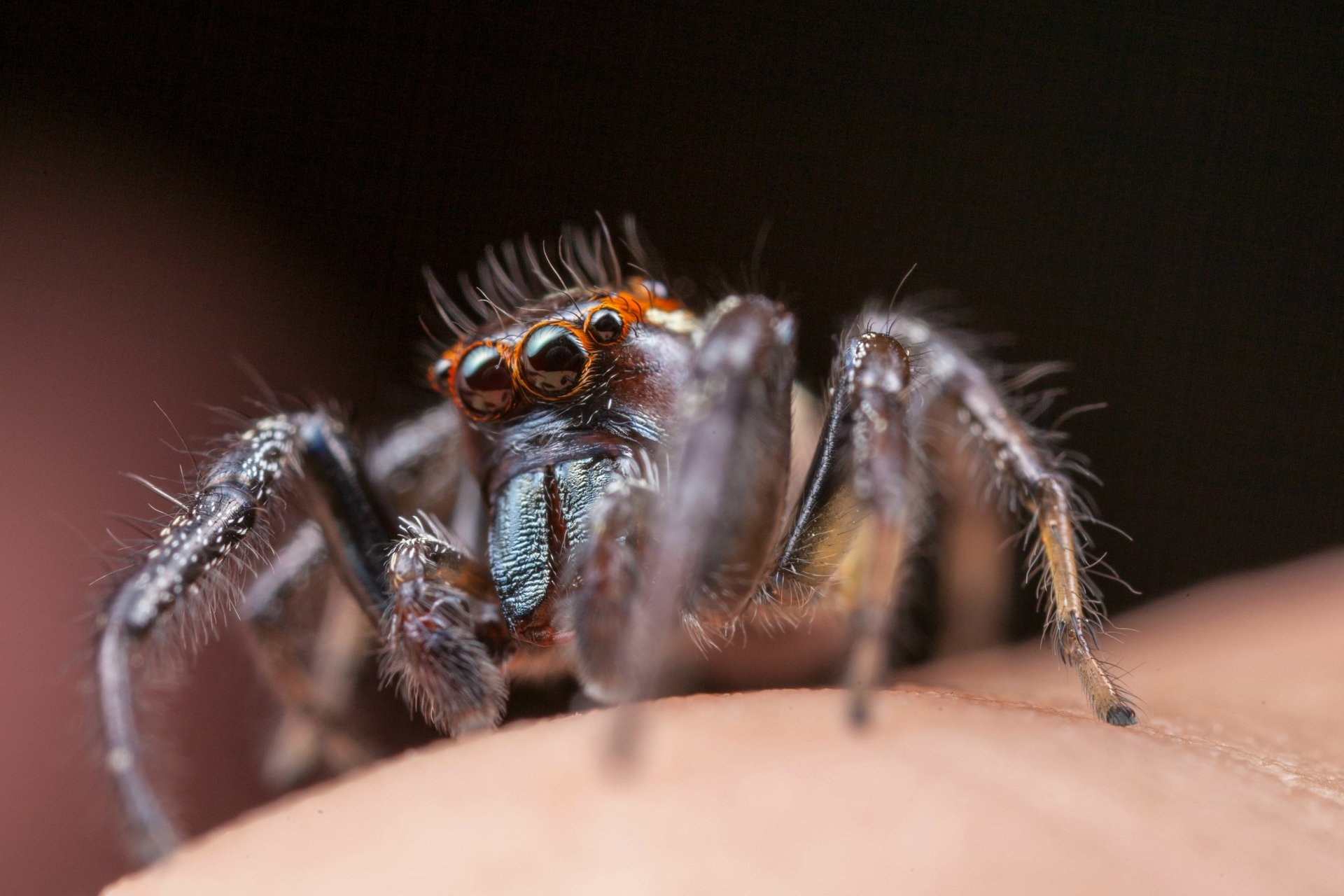 Download Animal Spider HD Wallpaper