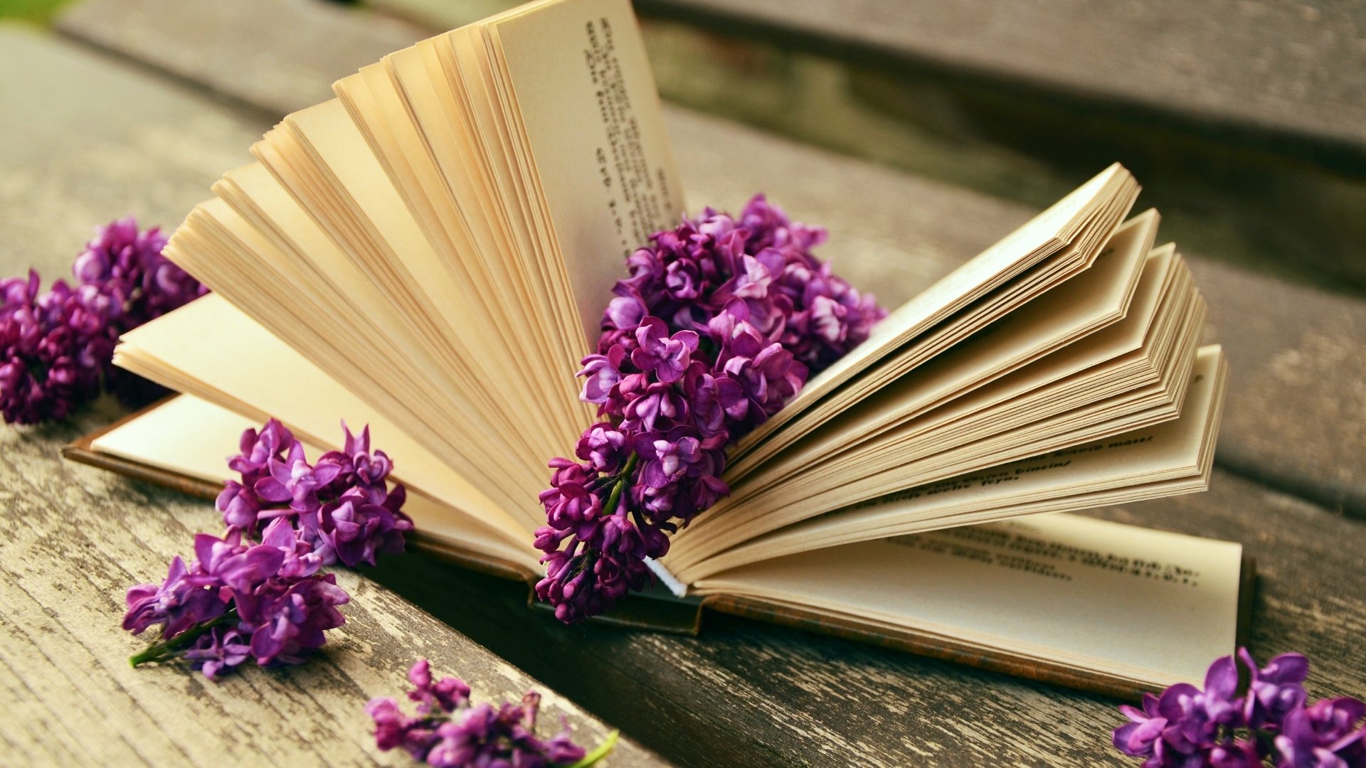 Lilac flowers and a good book 4k Ultra HD Wallpaper | Background Image