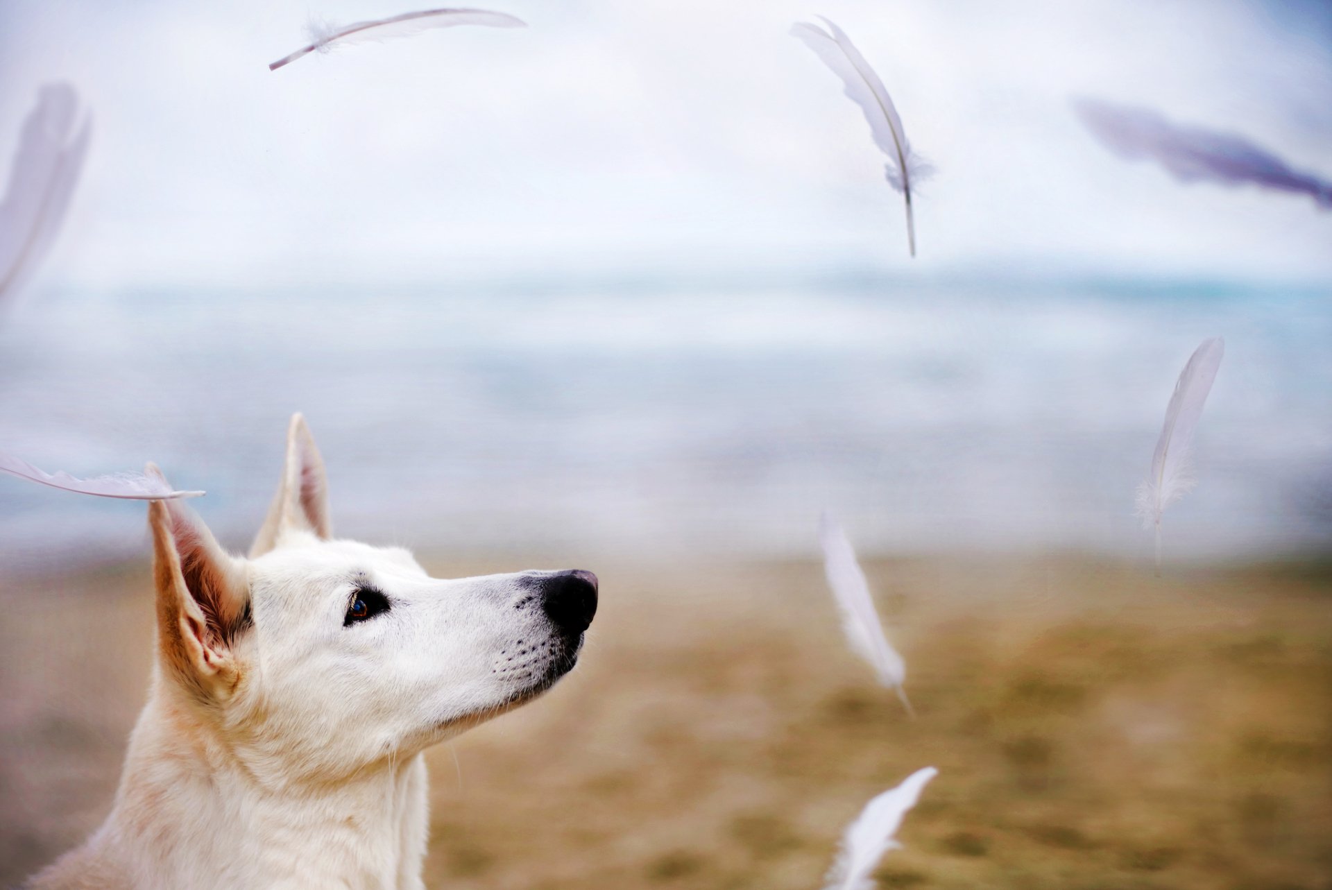 A German Shepherd gazes thoughtfully into the distance as feathers float gently around, set against a serene beach backdrop. HD wallpaper for animal lovers.