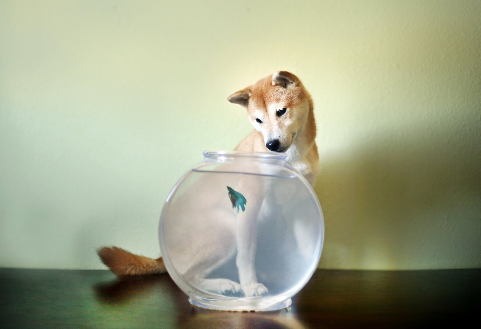 HD PC desktop wallpaper featuring a curious Shiba Inu dog intently watching a goldfish inside a clear round fishbowl on a wooden surface against a plain background.