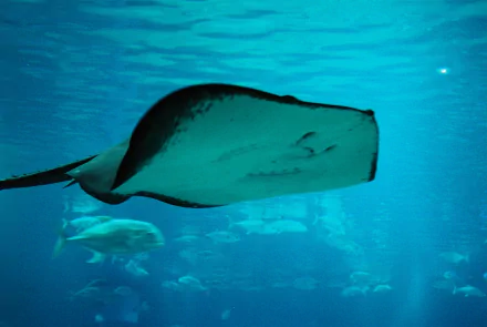 Animal stingray HD Desktop Wallpaper | Background Image