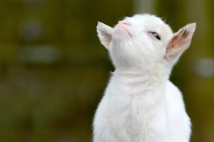 HD PC desktop wallpaper: white baby goat with eyes closed, head tilted upward against a soft green blurred background.
