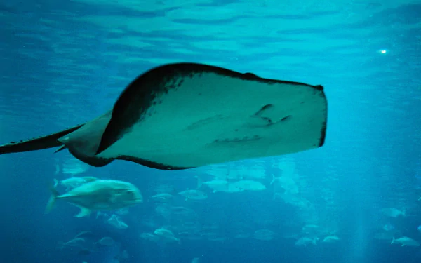 Animal stingray HD Desktop Wallpaper | Background Image