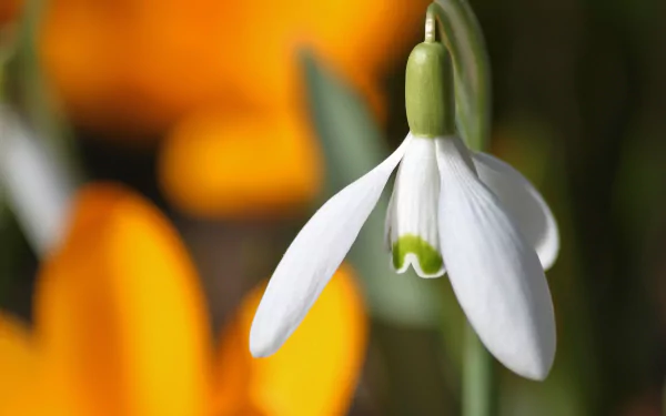 close-up nature flower snowdrop HD Desktop Wallpaper | Background Image
