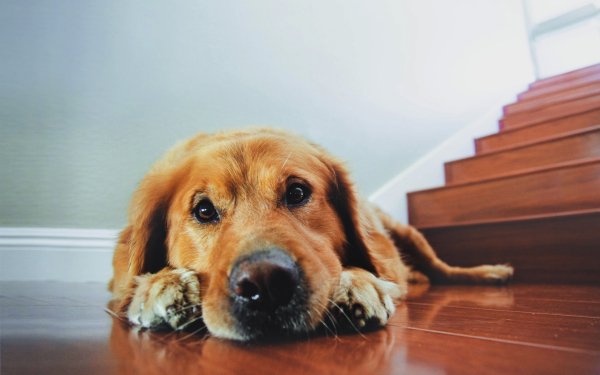 Animal Golden Retriever Dogs HD Wallpaper | Background Image