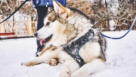 snow dog husky Animal alaskan malamute HD Desktop Wallpaper | Background Image