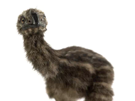 Animal Broad-billed moa HD Desktop Wallpaper | Background Image