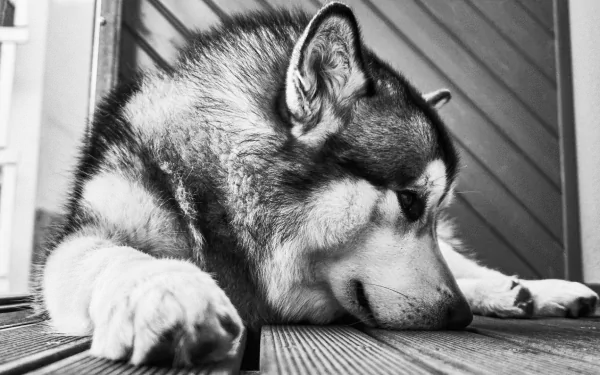 Black & White dog Animal alaskan malamute HD Desktop Wallpaper | Background Image
