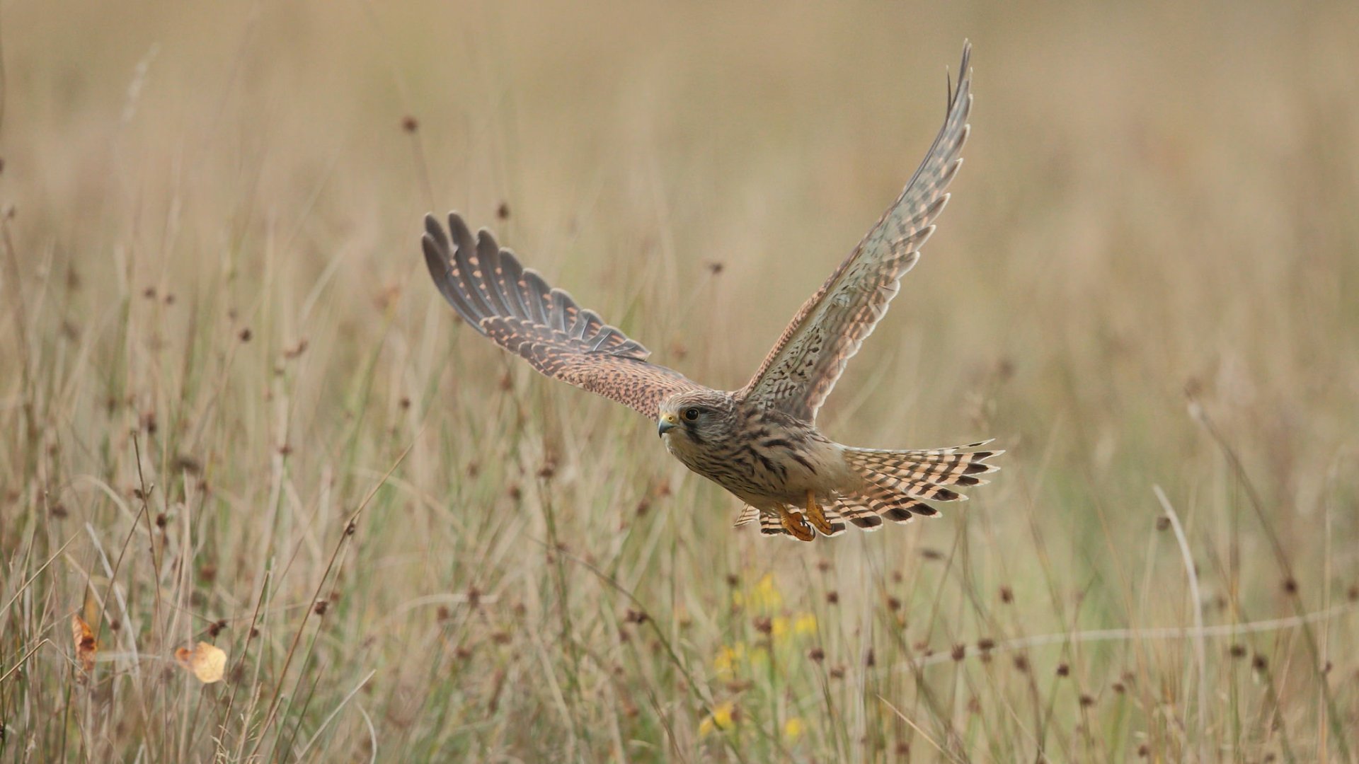 Download Animal Kestrel HD Wallpaper by Hammerchewer