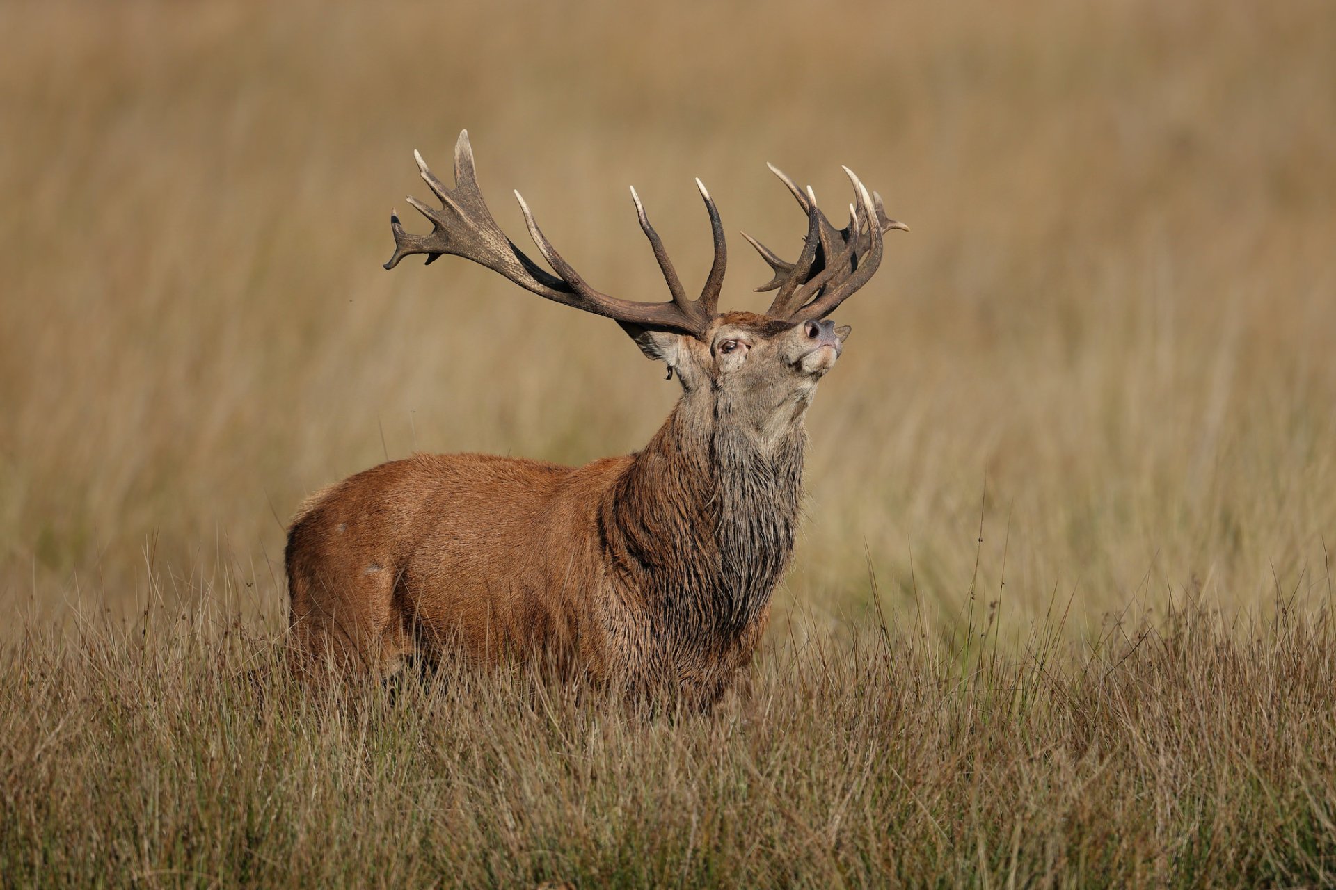 HD desktop wallpaper featuring a majestic stag deer standing in tall grass, showcasing its impressive antlers against a blurred natural background.