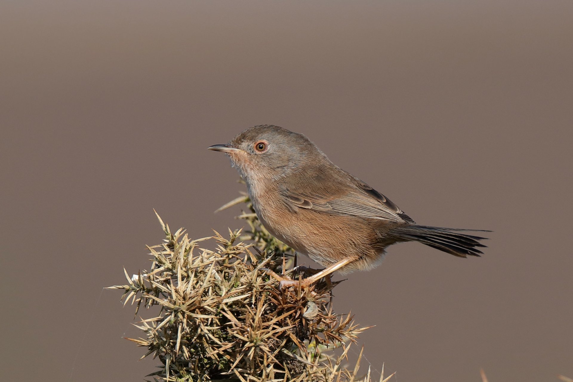 Dartford Warbler (Curruca undata) by Hammerchewer