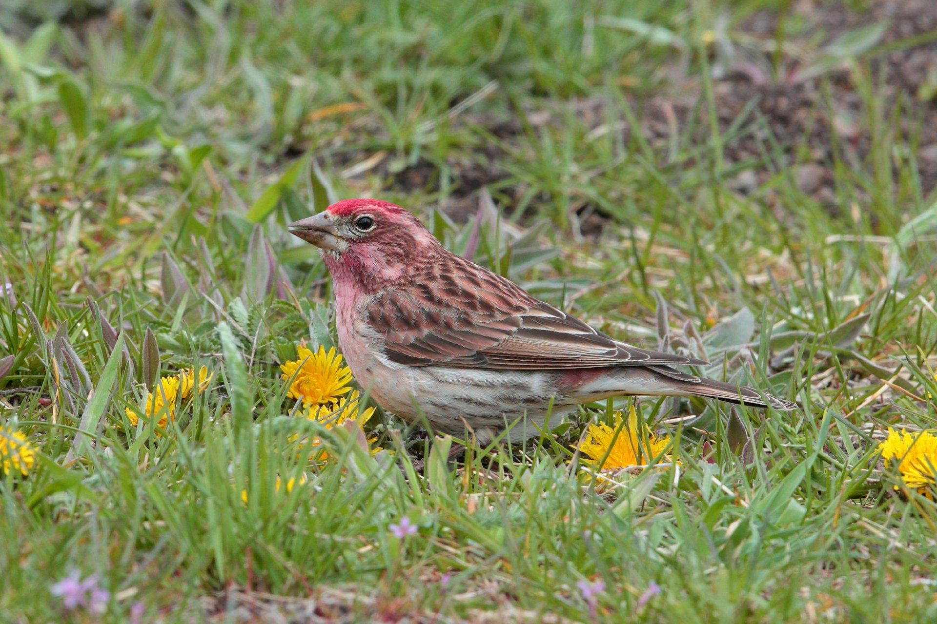 HD PC desktop wallpaper background of an animal finch with a pinkish-red head and streaked brown body standing in grass among yellow dandelions.