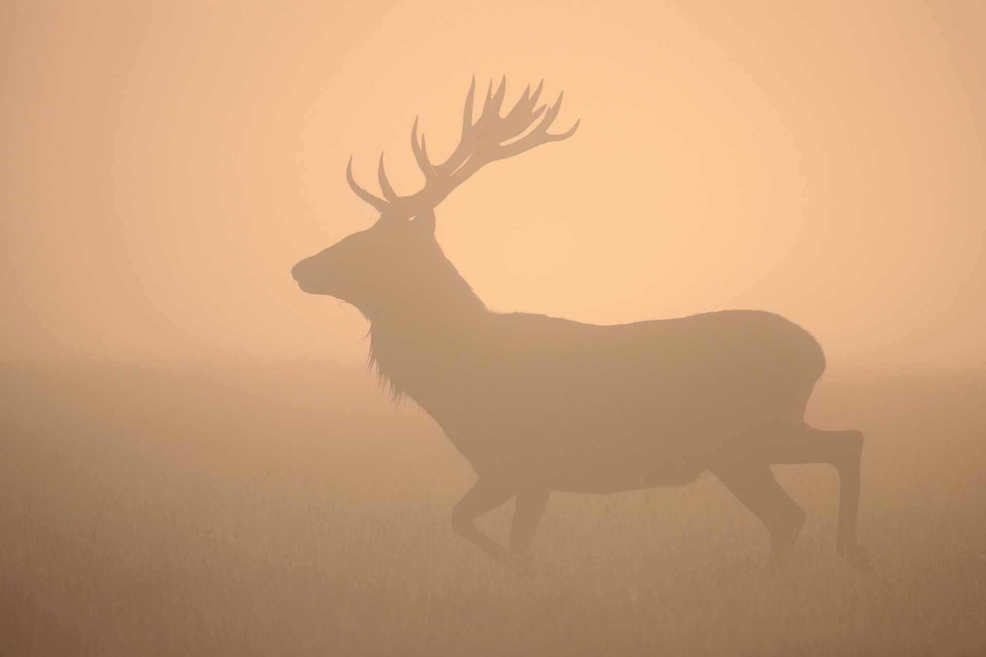 Animal Deer HD Wallpaper by Hammerchewer