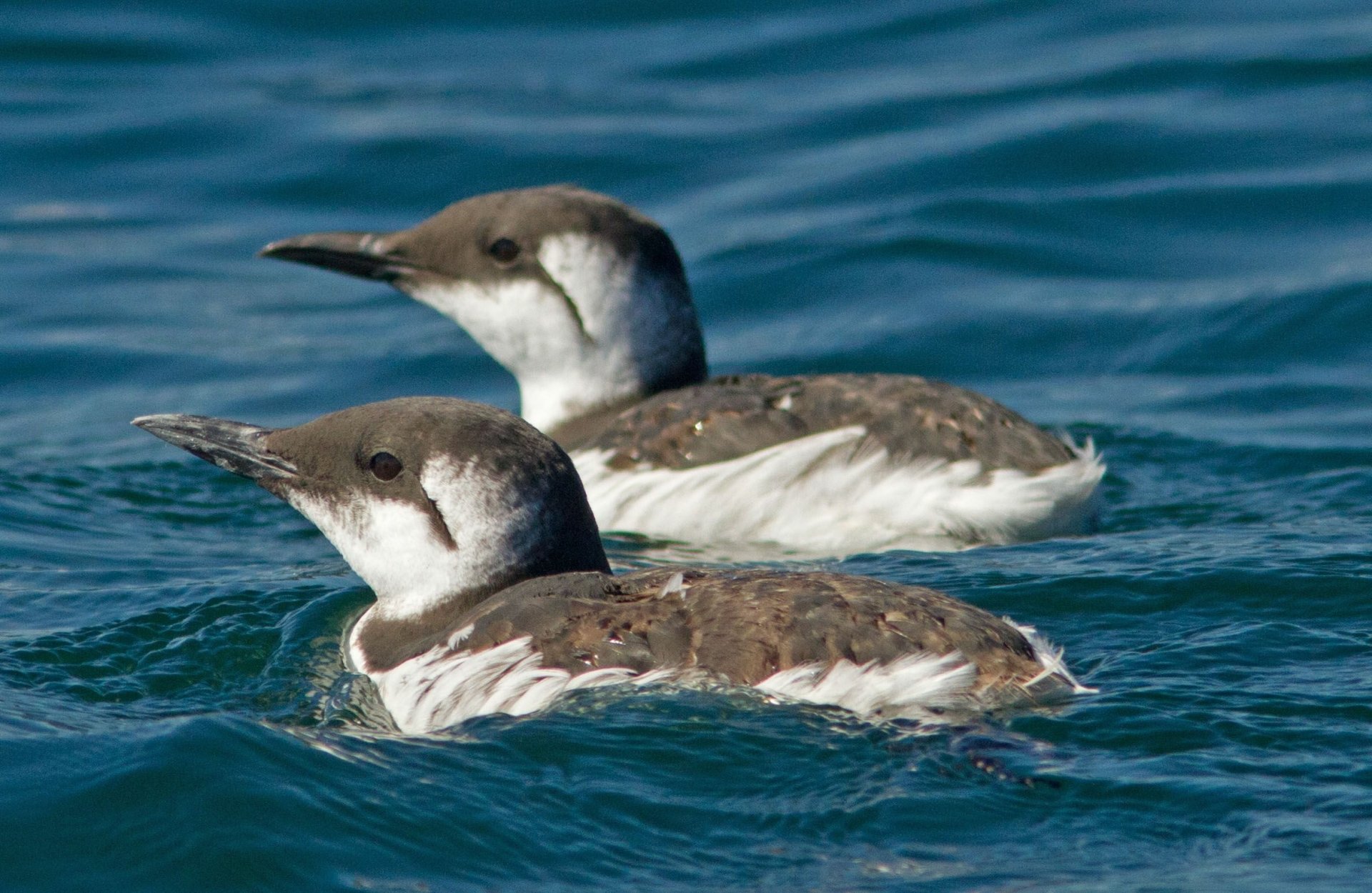 Common Murre A Sub Gallery By: Dreamliner