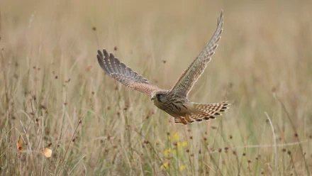 Animal kestrel HD Desktop Wallpaper | Background Image