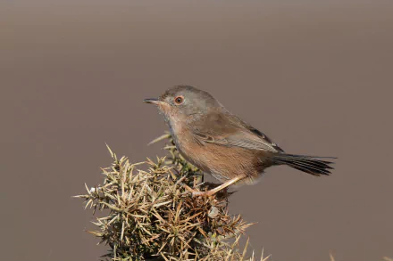  Dartford Warbler (Curruca undata) by Hammerchewer