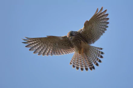 HD desktop wallpaper featuring a kestrel bird in mid-flight against a clear blue sky, showcasing detailed feathers and graceful wing spread.