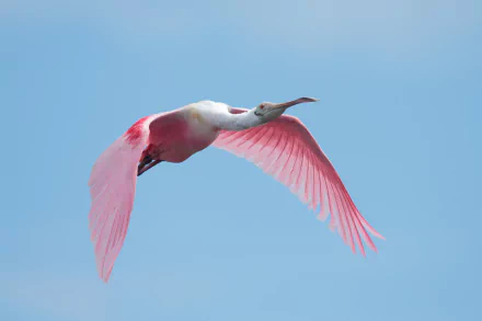 Animal roseate spoonbill HD Desktop Wallpaper | Background Image